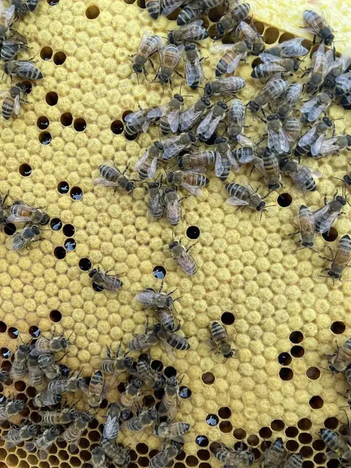 Abeilles sur un cadre de couvain operculé