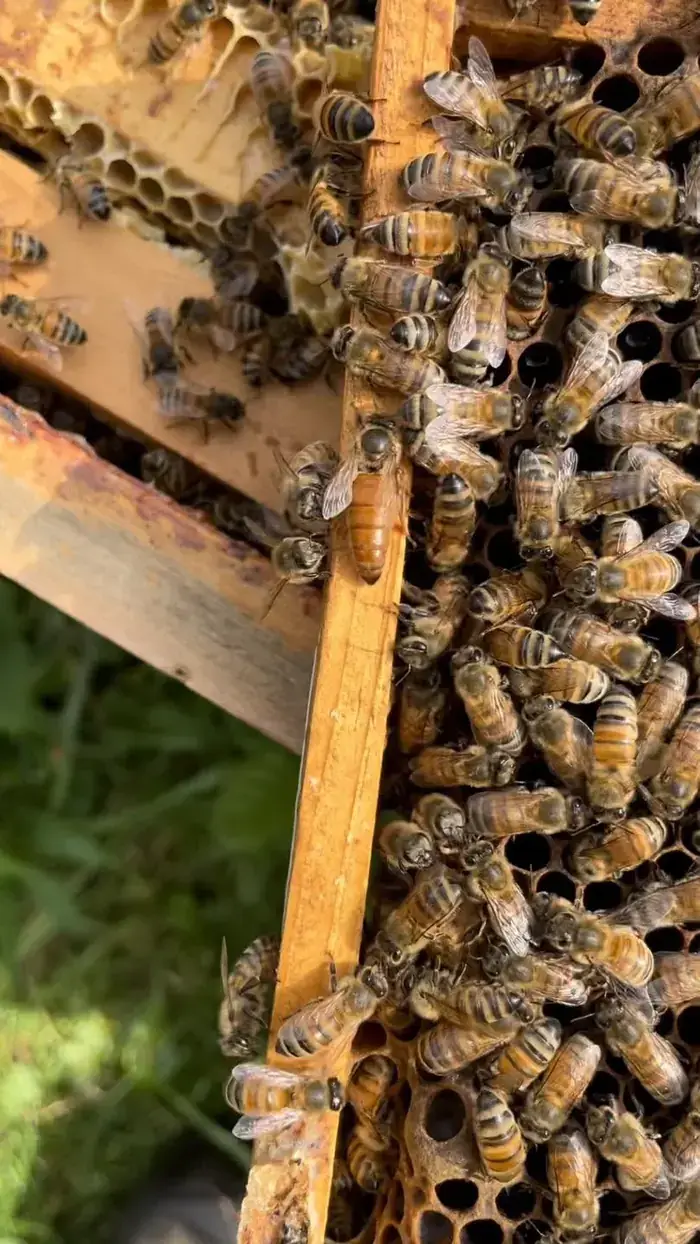 Ruche ouverte posée dans l’herbe, couverte d’abeilles, avec la reine visible sur le cadre
